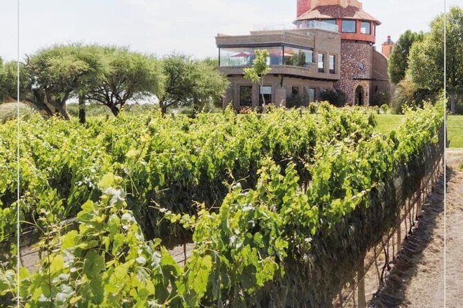 Vineyard, tour, tasting and fun in San Miguel de Allende - The Tasting Moment: Three Wines with Cheese, Meat, and Fruit