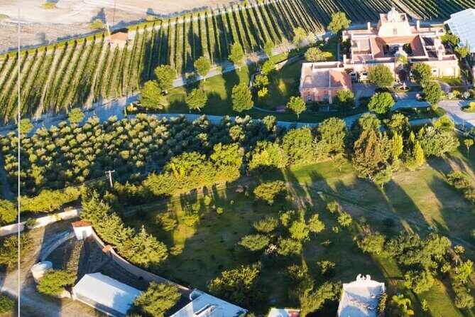 Vineyard, tour, tasting and fun in San Miguel de Allende - Who This Fits Best (and Who Should Look Elsewhere)