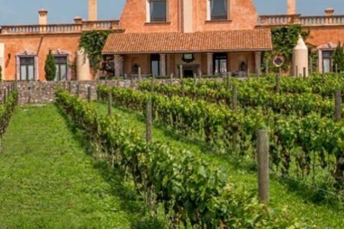 Vineyard, tour, tasting and fun in San Miguel de Allende - Cellar Time: Aging and Maturation in Plain Language