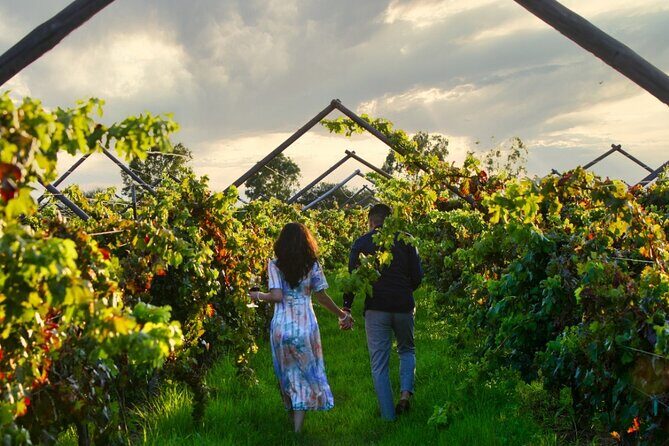 Vineyards, Wine Tasting and Pairing in San Miguel - Price and value: $345 for six wines, tours, and food pairings