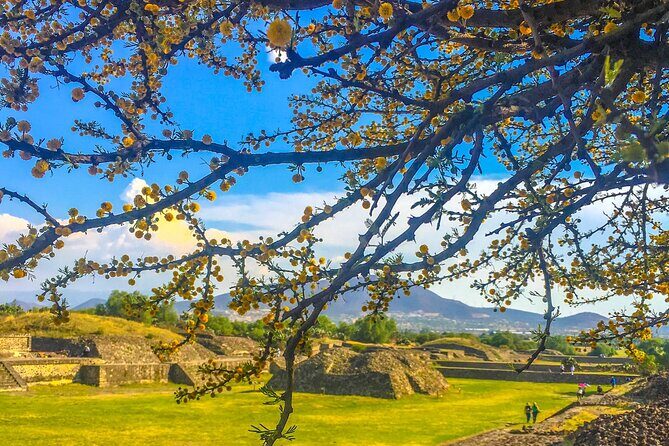 VIP Teotihuacan & Guadalupe Shrine Tour: A Journey Through Time - Walking the Avenue of the Dead, then climbing the Pyramid of the Sun