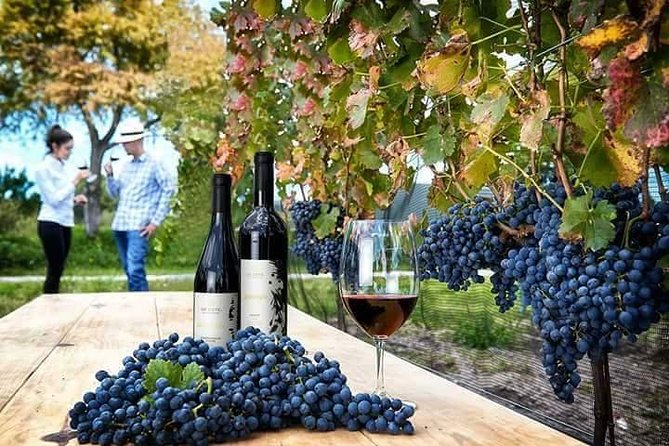 Visit to 3 Vineyards in the Region, departing from Querétaro - How the 7–8 hour wine route actually feels