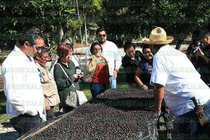 Visit to Coffee Farm with Tasting in Coatepec - The Coffee Tasting: Four Varieties and Your Choice