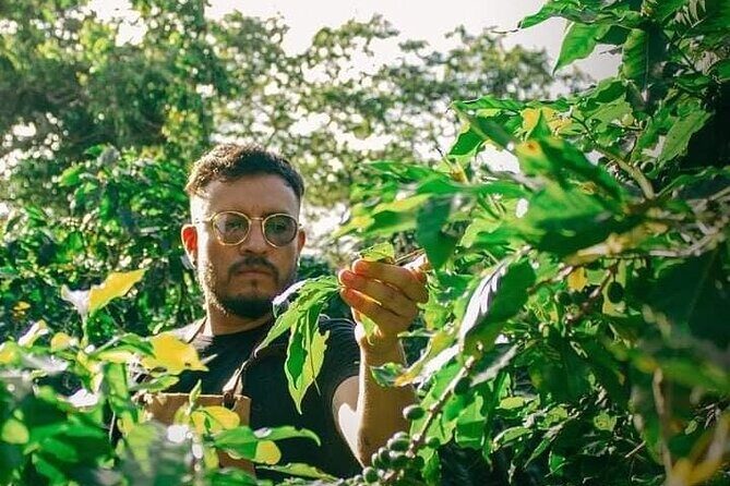 Visit to Coffee Farm with Tasting in Coatepec - From Museo del Café Coatepec to the Seedbed: Coffee Starts Here