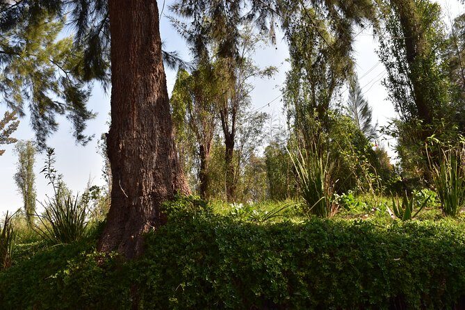 Xochimilco & Coyoacán Private Tour: Canals, Markets & Local Food - The $130 Price: What You’re Actually Paying For