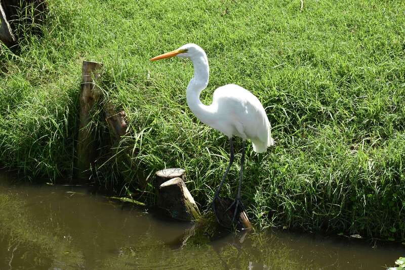 Xochimilco Ecological Tour – Away From the Crowds (3 Hours) - Chinampas, Traditions, and Local History on the Water