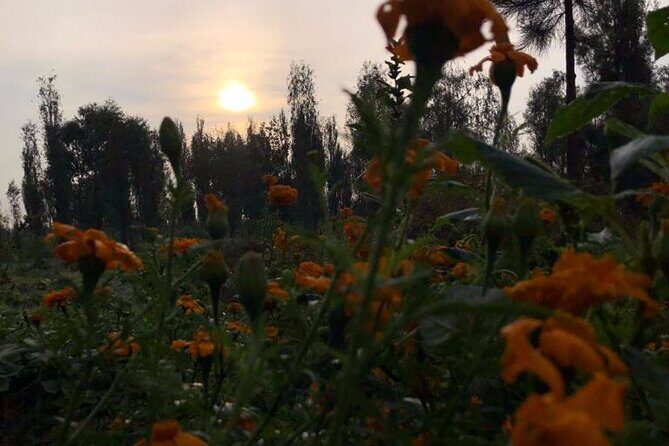 Xochimilco Sunrise from Mexico - Chinampa body awakening and guided meditation